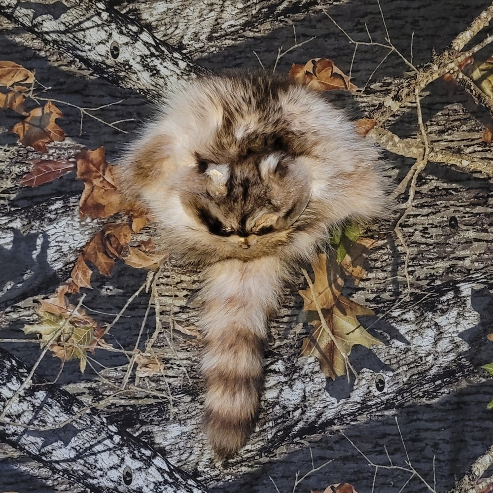 GENUINE RACCOON FUR HAT WITH TAIL